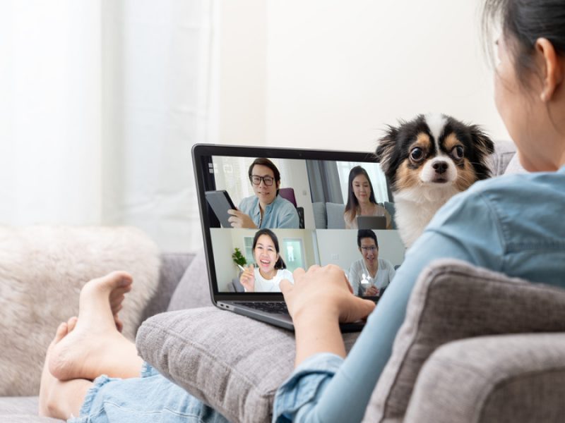 Banner of Asian woman on sofa and team on laptop screen talking and discussion in video conference and dog interruption.Working from home, Working remotely, Pets interruption and Self-isolation.